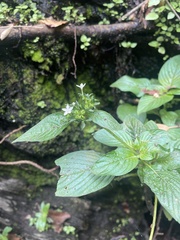 Pentas micrantha