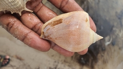 Laevistrombus canarium