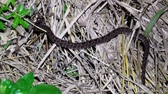 Protobothrops mucrosquamatus