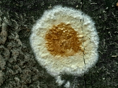 Coniophora puteana