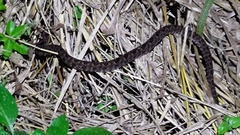 Protobothrops mucrosquamatus