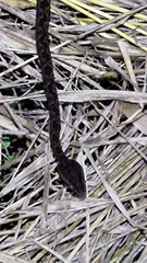 Protobothrops mucrosquamatus