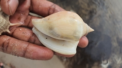 Laevistrombus canarium