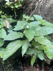 Pentas micrantha