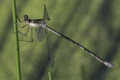 Lestes forficula