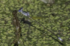 Lestes forficula