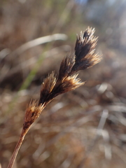 Carex scoparia