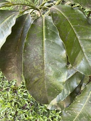 Heptapleurum actinophyllum