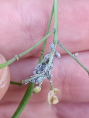 Brevicoryne brassicae