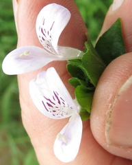 Hypoestes triflora