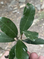 Manilkara discolor