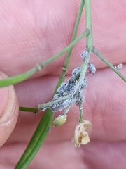 Brevicoryne brassicae