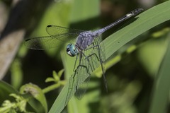 Micrathyria aequalis