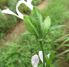 Hypoestes triflora