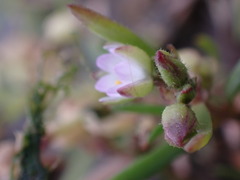 Spergularia media