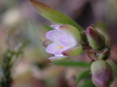 Spergularia media