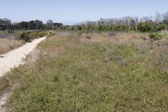 Aspalathus divaricata divaricata