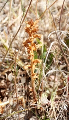 Orobanche minor