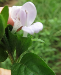 Hypoestes triflora