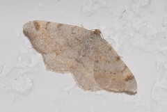 Macaria liturata