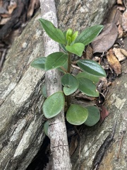 Peperomia leptostachya