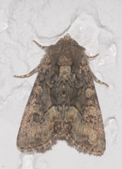 Oligia latruncula