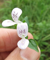 Hypoestes triflora