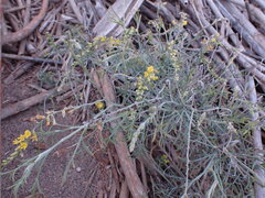 Calobota