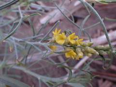 Calobota