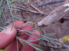 Calobota