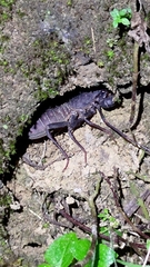 Typopeltis crucifer