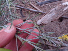 Calobota