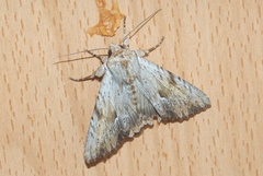 Apamea lithoxylaea