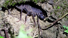 Typopeltis crucifer