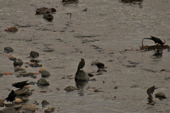 Euphagus cyanocephalus
