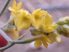 Calobota