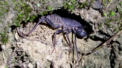 Typopeltis crucifer