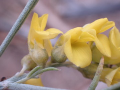 Calobota