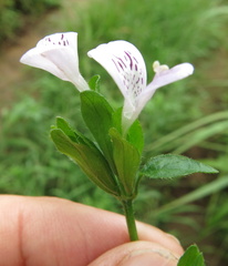 Hypoestes triflora