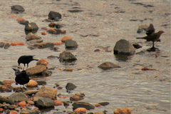 Euphagus cyanocephalus