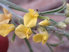 Calobota