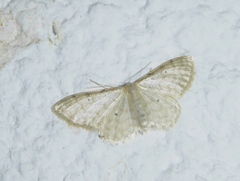 Idaea fuscovenosa