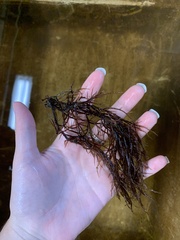 Najas guadalupensis