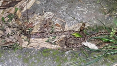 Protobothrops mucrosquamatus