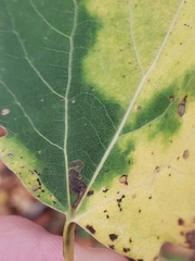 Stigmella assimilella