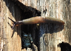 Krynickillus melanocephalus