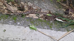 Protobothrops mucrosquamatus