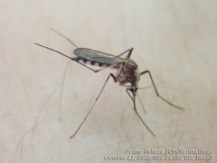Aedes scapularis