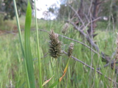 Enneapogon nigricans