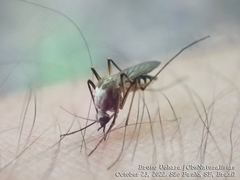 Aedes scapularis